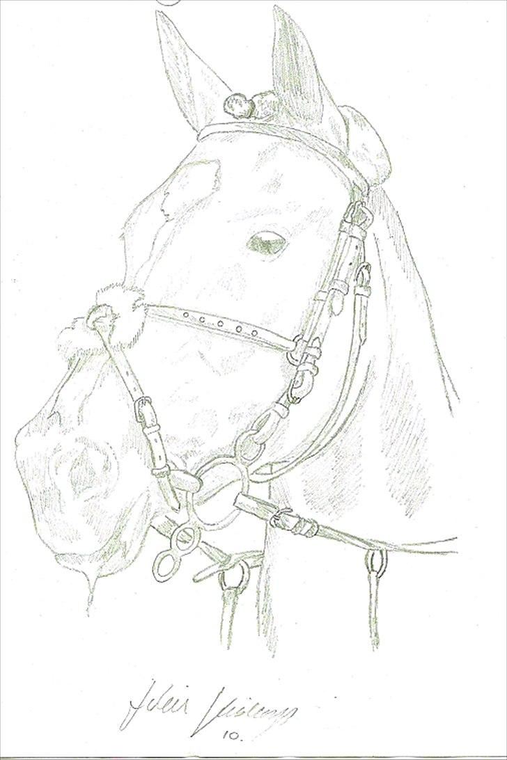 Julie Adler Vistrup - Hestetegninger billede 3