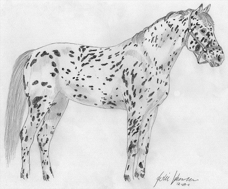Julie Adler Vistrup - Hestetegninger billede 10
