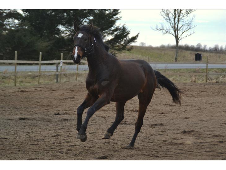 {{currentPhoto.altText}} billede {{currentPhoto.number}}