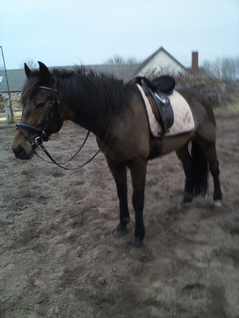 Vores billedebog. - Her ses Kaliber med sit nye, topsmarte underlag med navn på! :-D Han er super lækker med det, og det ligger super godt på ham! :-D<3 billede 30