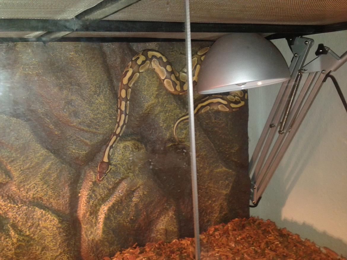 Min Konge Python :-) - Den første aften da han kom ud i terrariet efter en lang rejse fra kbh. Men han er meget nysgerrig og terrariet bliver stadig undersøgt ihærdigt :-) billede 2