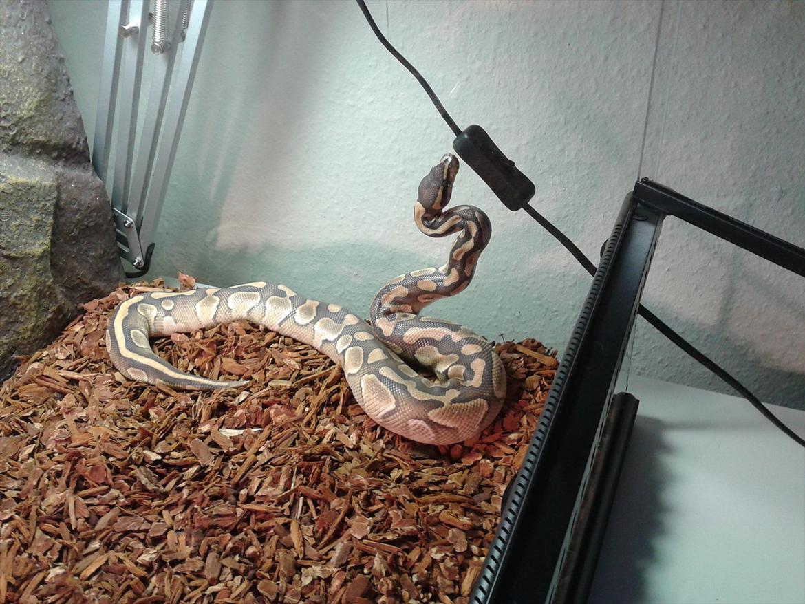 Min Konge Python :-) - Et par dage før ham skifte så der er virkelig sket noget med hans farve :-) billede 3