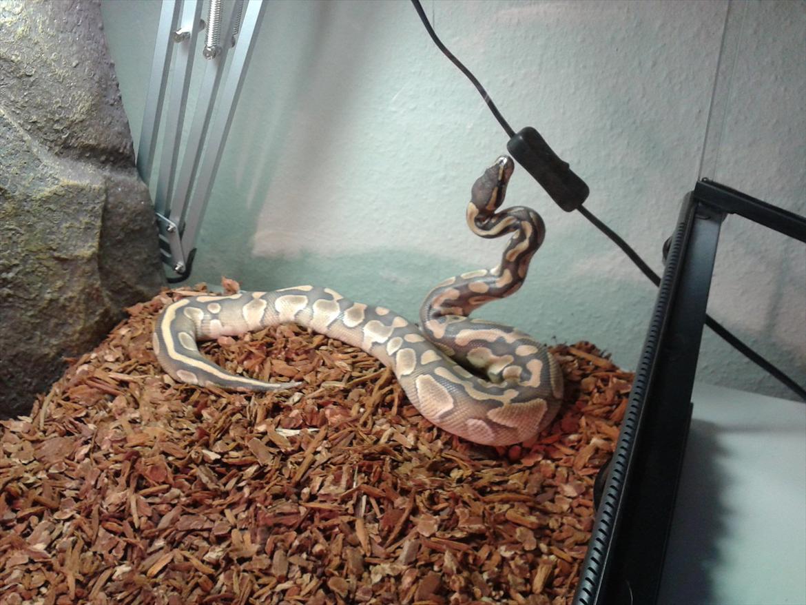 Min Konge Python :-) billede 4