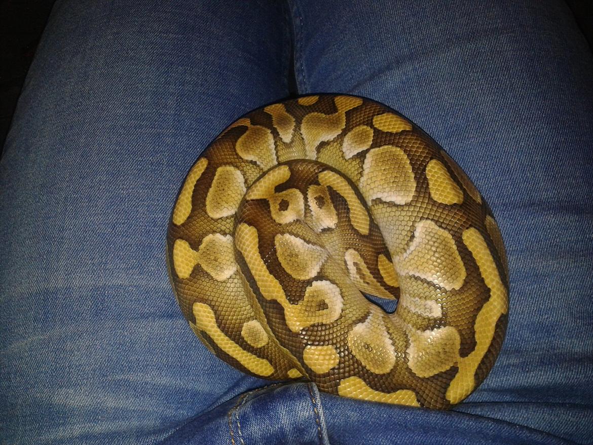 Min Konge Python :-) - Efter hans ham skifte igår, han er blevet meget kraftig gul i farven især på ryggen, generelt blevet utrolig flot i farven og er utrolig ren i sine tegninger :-) billede 5