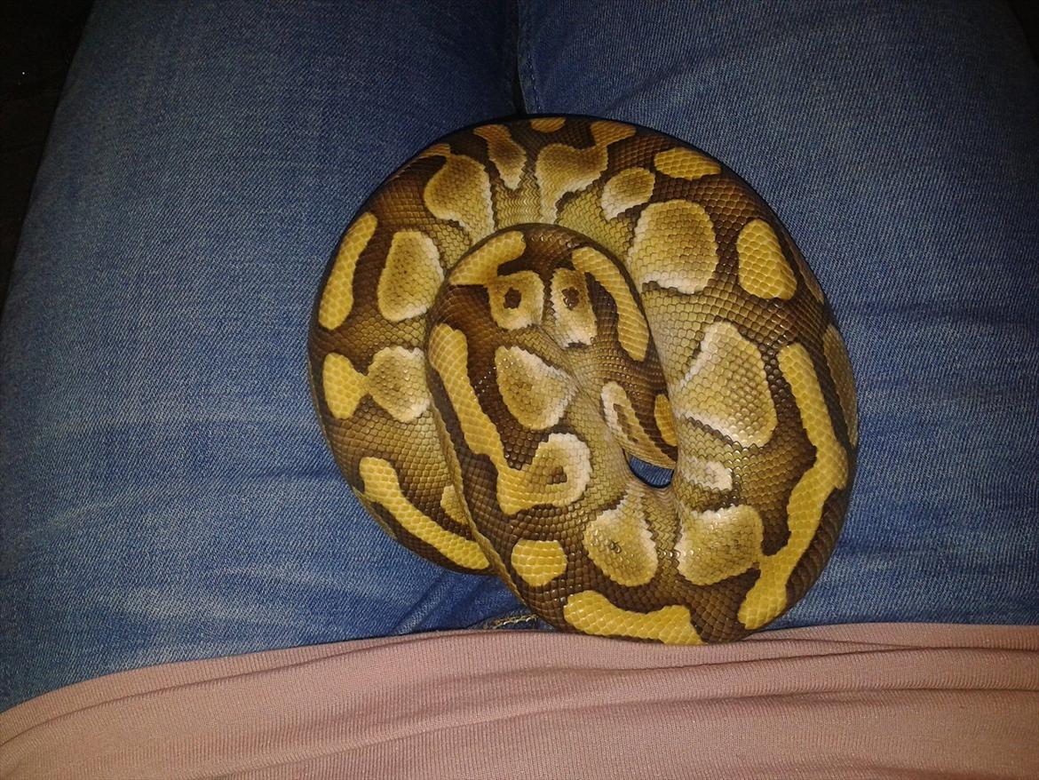 Min Konge Python :-) billede 6