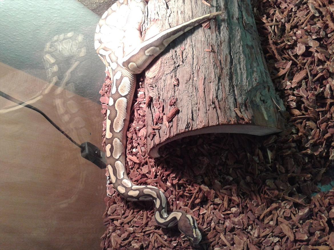 Min Konge Python :-) billede 7