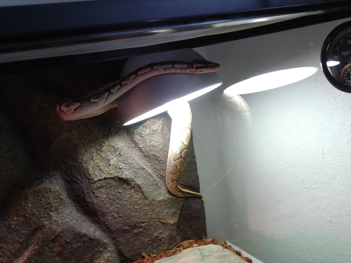 Min Konge Python :-) - Ja han er lidt skør ;-) billede 8