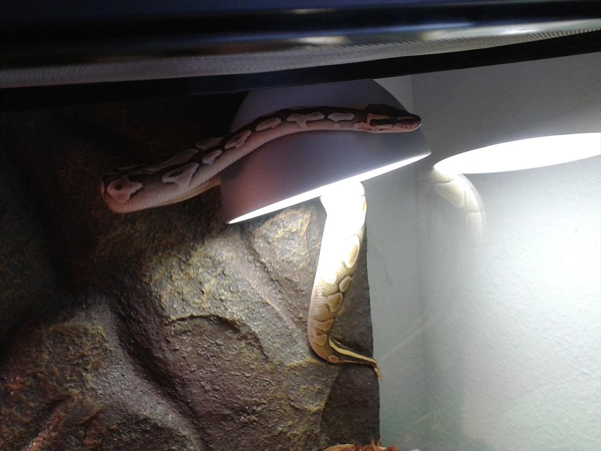 Min Konge Python :-) billede 9