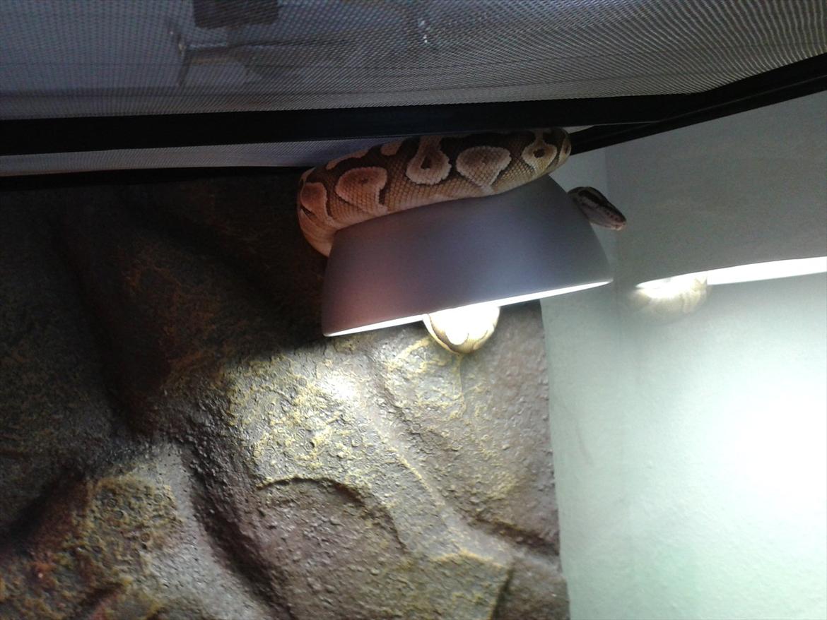 Min Konge Python :-) - Ja han er lidt skør ;-) billede 10