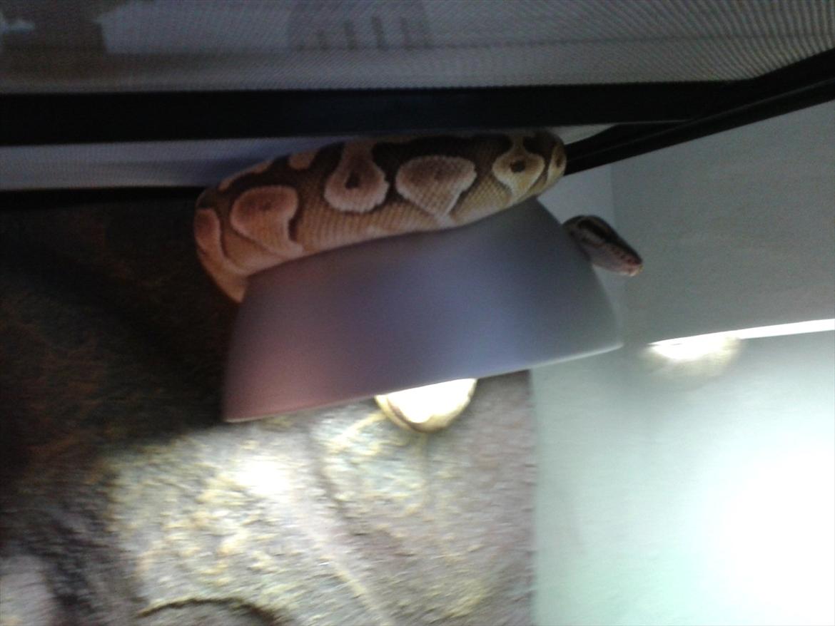 Min Konge Python :-) billede 11