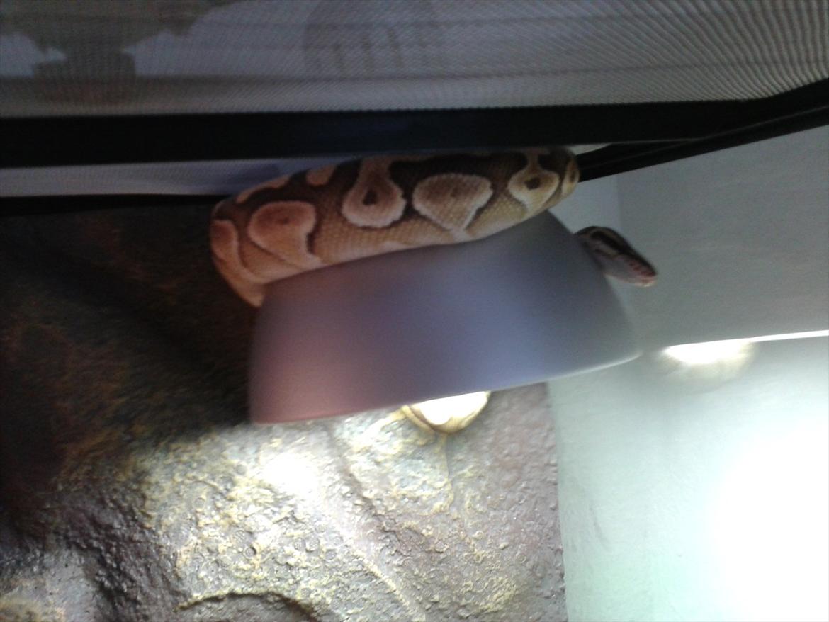 Min Konge Python :-) billede 12