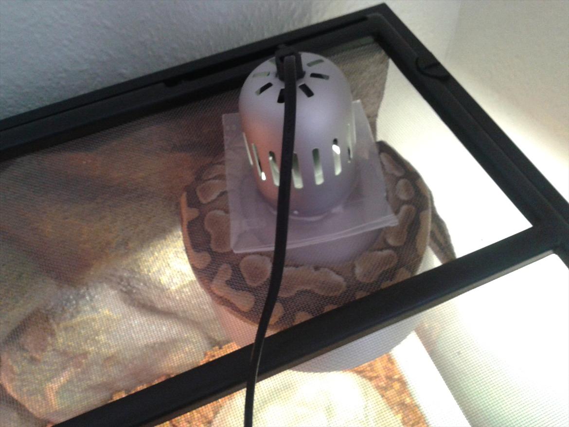 Min Konge Python :-) - Ja han er lidt skør ;-)
Og er blevet meget mere aktiv efter hans hamskifte igår :-) billede 13