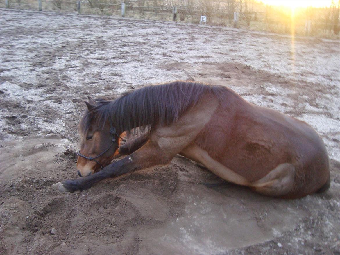 Vores billedebog. - Sådan her ser det altså ud, når Kaliber ruller sig.. xD Når han har rullet sig, så gnubber han lige hovedet op af forhovene, inden han rejser sig x) billede 31