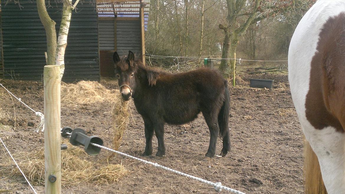 Mulle Muldyr billede 1