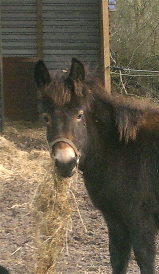 Mulle Muldyr billede 2