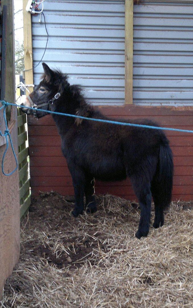 Mulle Muldyr billede 3