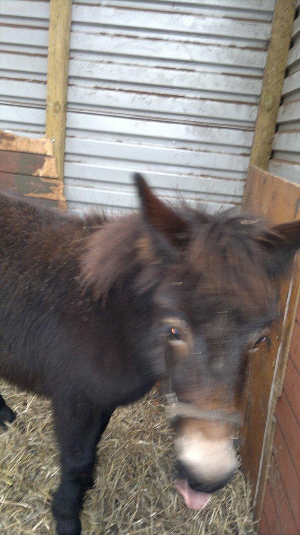 Mulle Muldyr billede 4