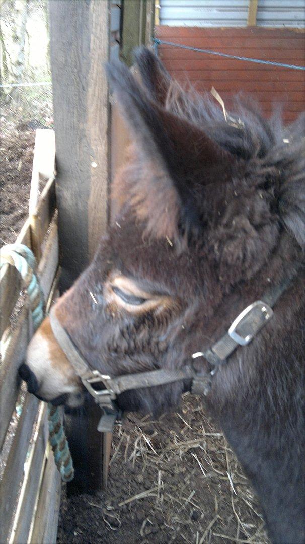 Mulle Muldyr billede 5