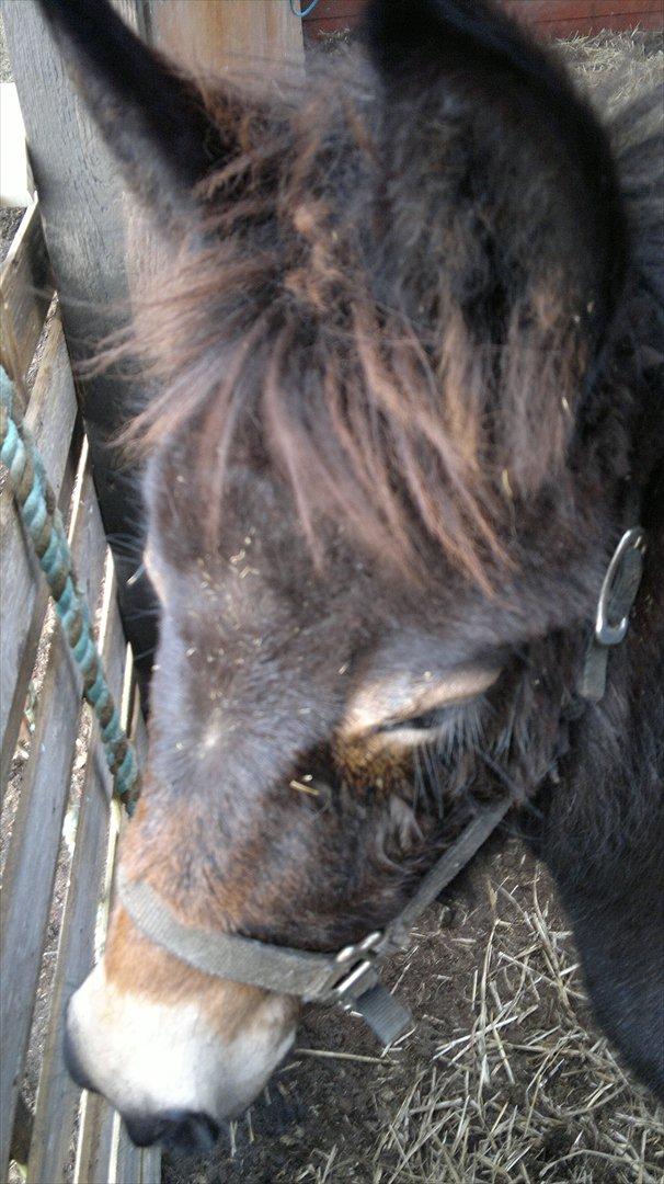 Mulle Muldyr billede 6