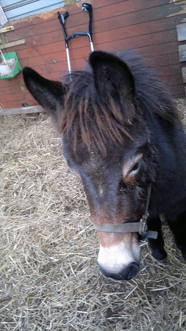 Mulle Muldyr billede 7