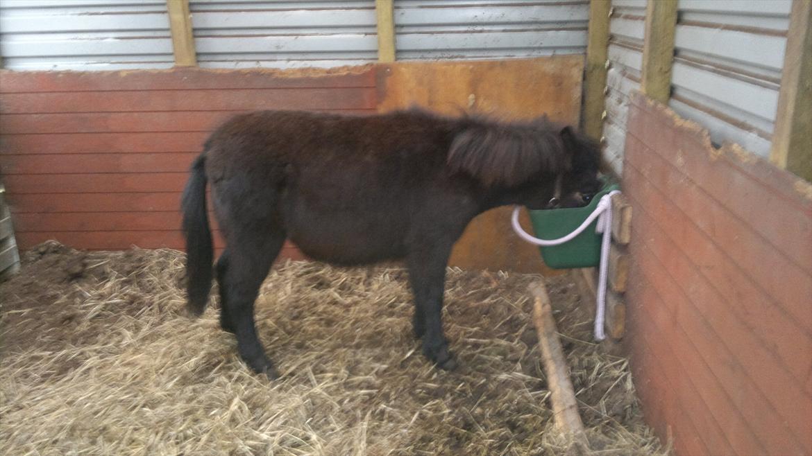 Mulle Muldyr billede 10