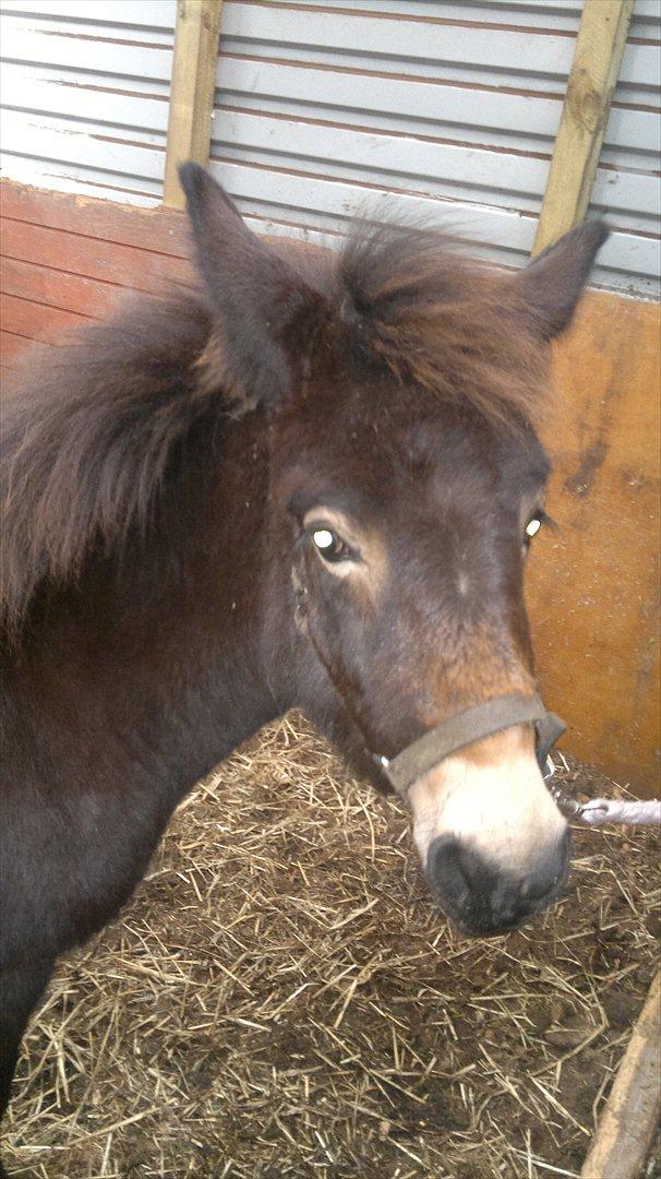 Mulle Muldyr billede 11