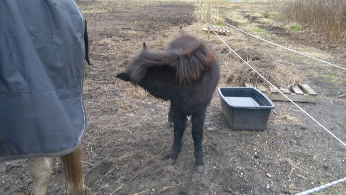 Mulle Muldyr billede 12