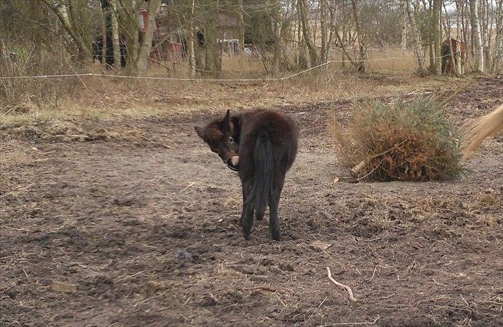 Mulle Muldyr billede 13