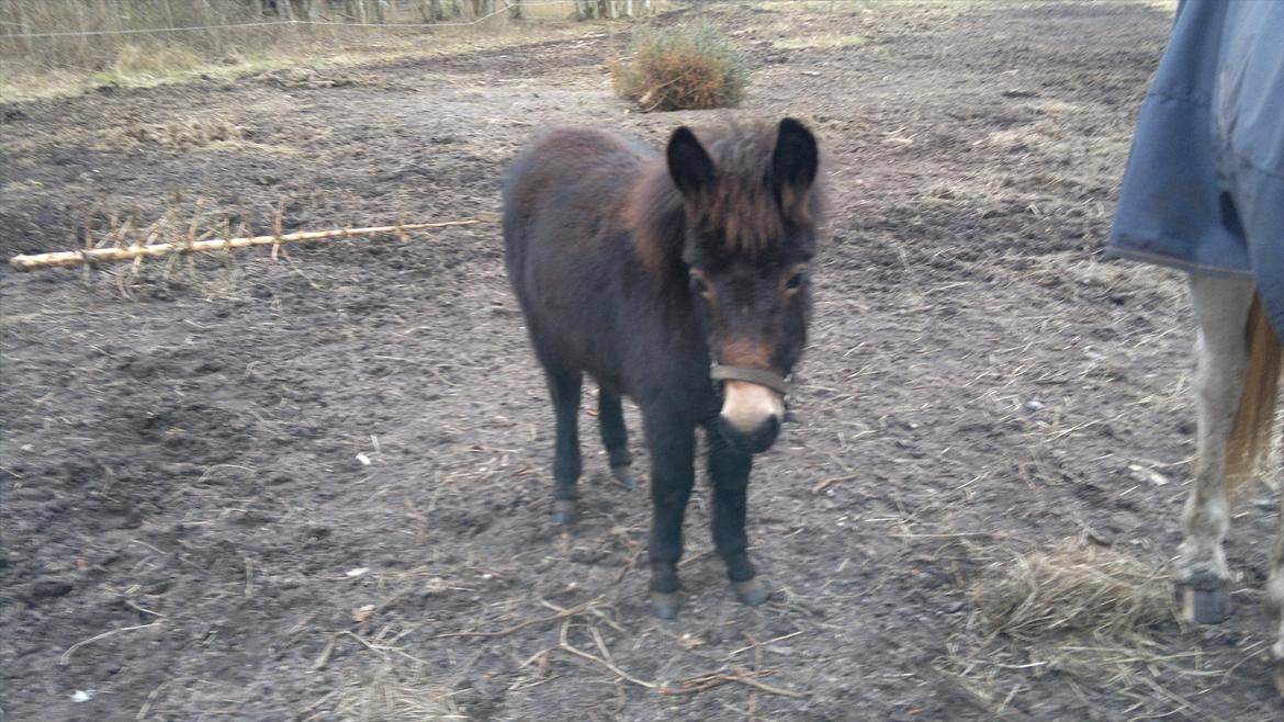 Mulle Muldyr billede 14