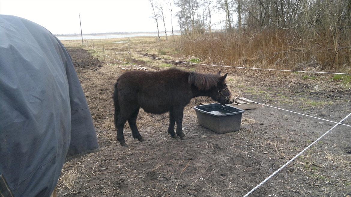 Mulle Muldyr billede 15