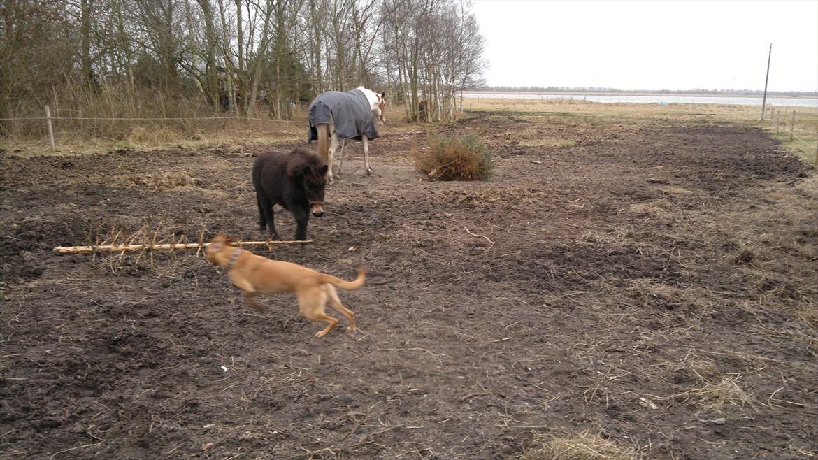 Mulle Muldyr billede 17