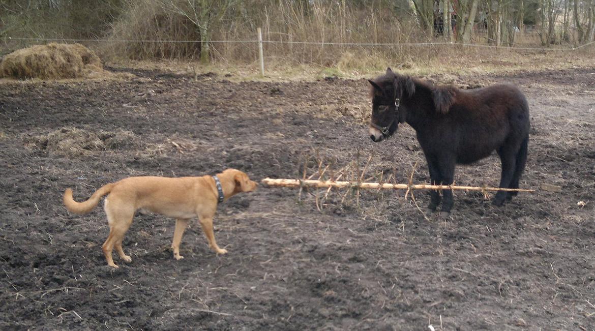 Mulle Muldyr billede 18