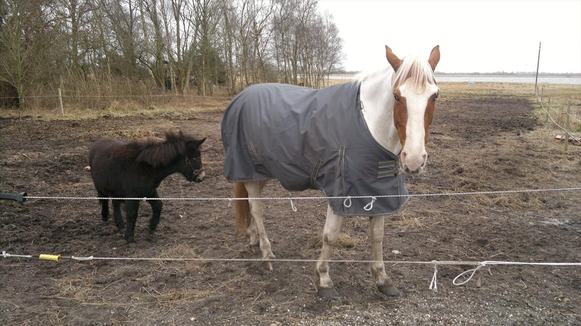 Mulle Muldyr billede 19