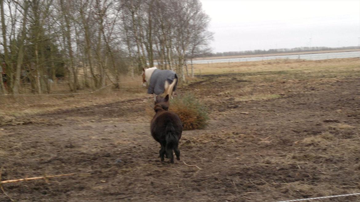 Mulle Muldyr billede 20