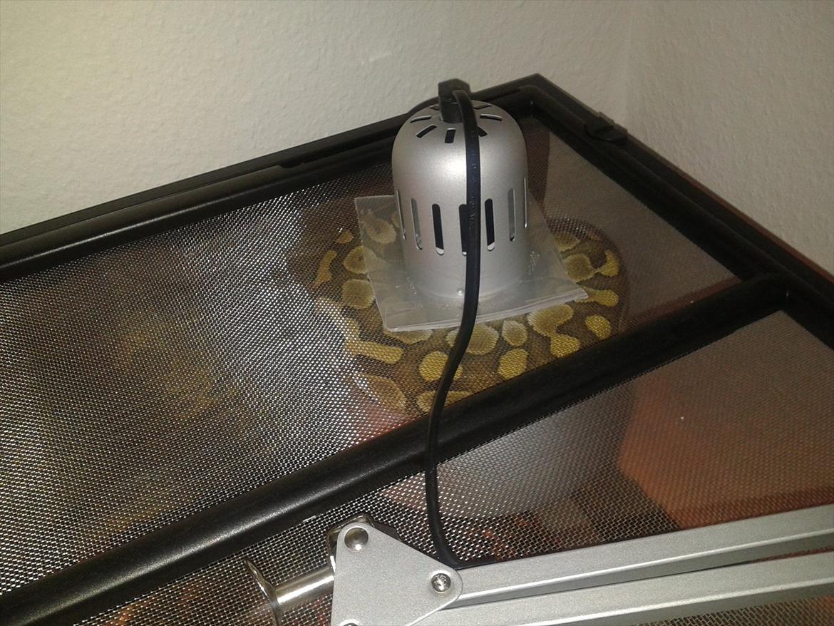 Min Konge Python :-) billede 14