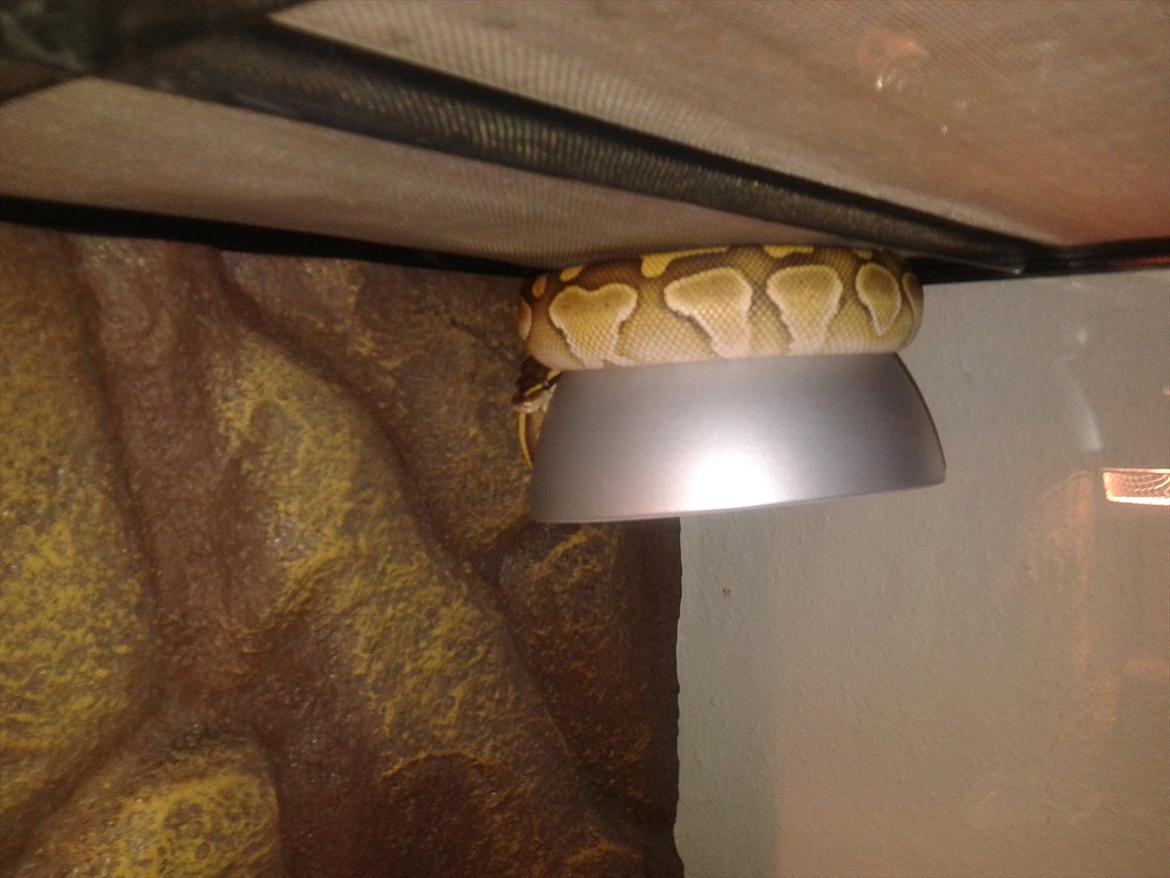 Min Konge Python :-) billede 15