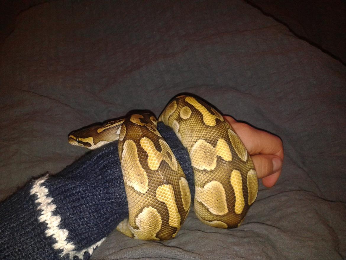 Min Konge Python :-) billede 16