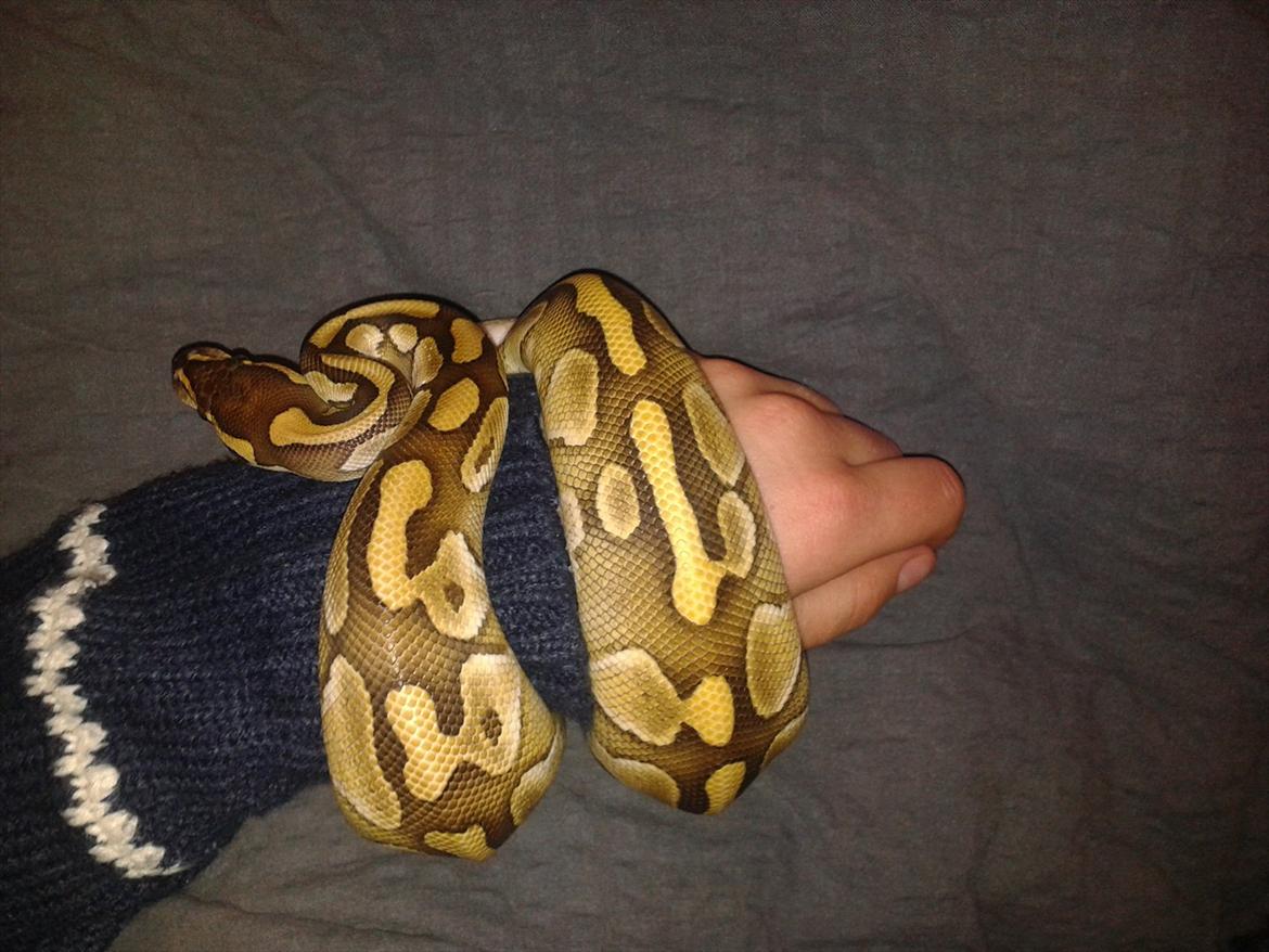 Min Konge Python :-) billede 17