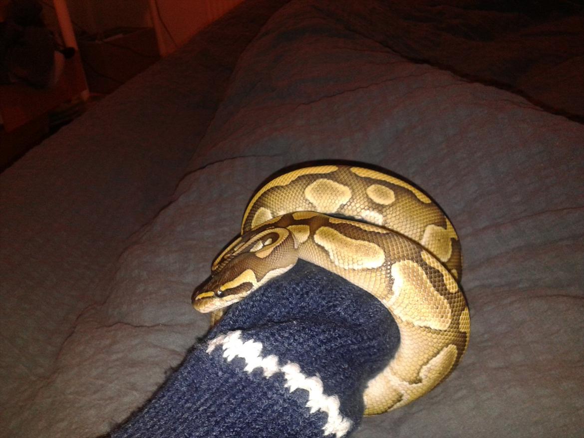 Min Konge Python :-) billede 18