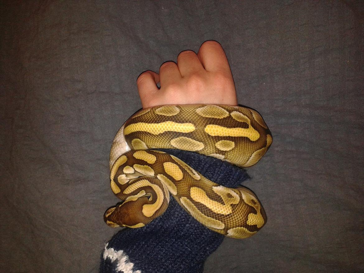 Min Konge Python :-) billede 19