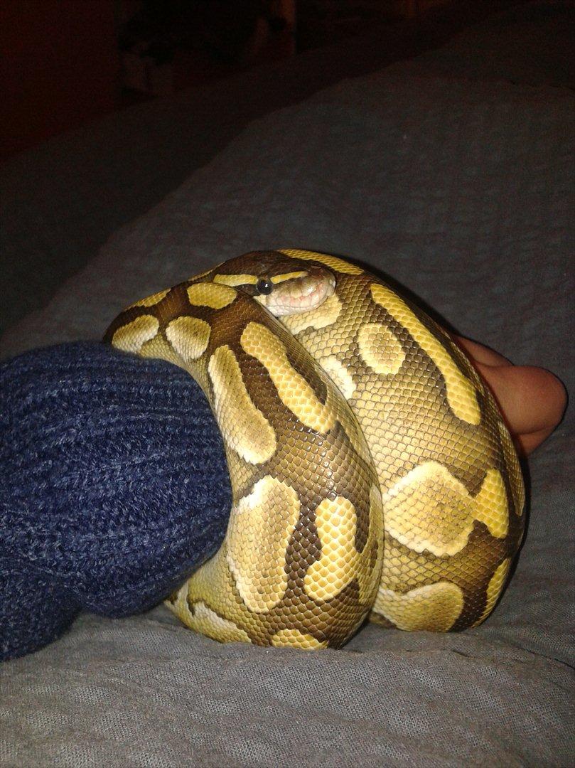 Min Konge Python :-) - Synes selv han er rigtig flot :-) billede 1