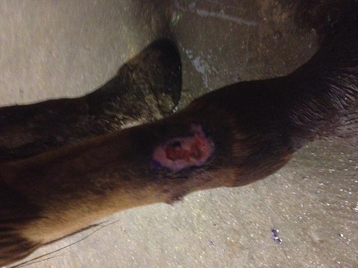 {{currentPhoto.altText}} billede {{currentPhoto.number}}