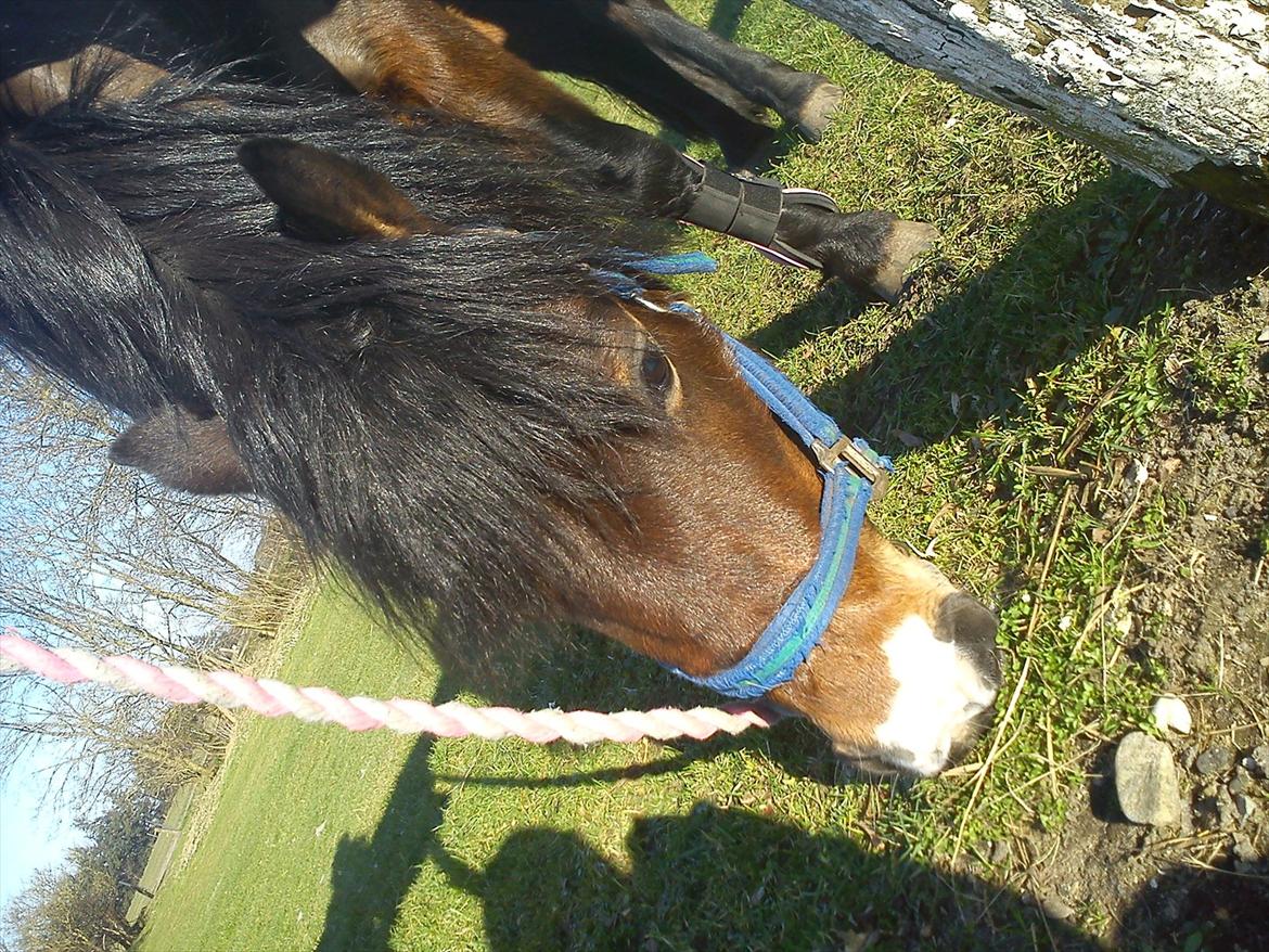 Undervisning. billede 6