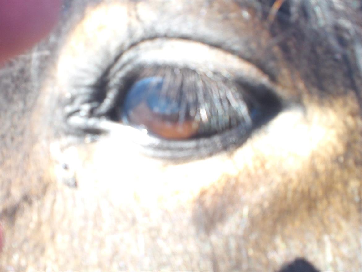 Undervisning. billede 10