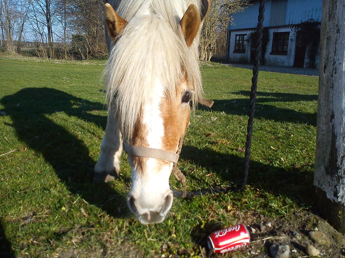 Undervisning. billede 14