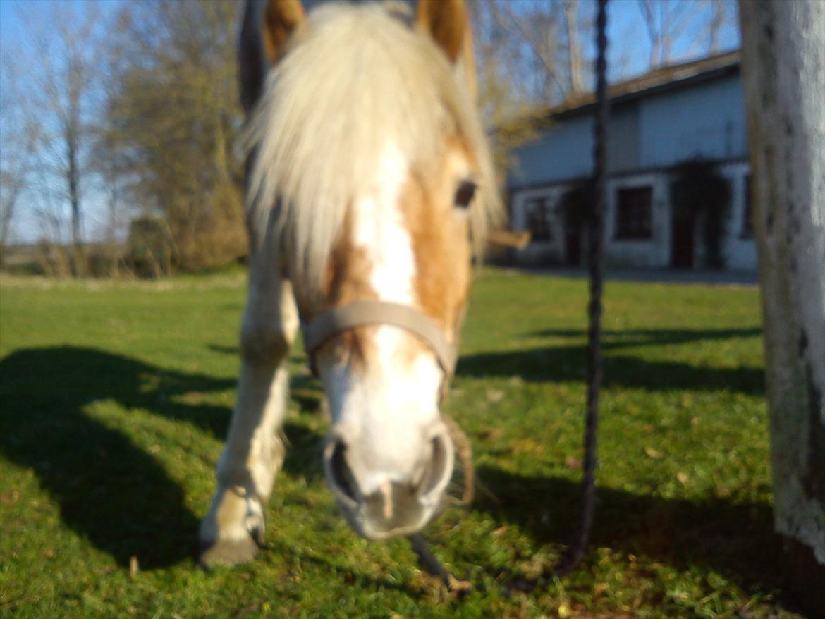 Undervisning. billede 15