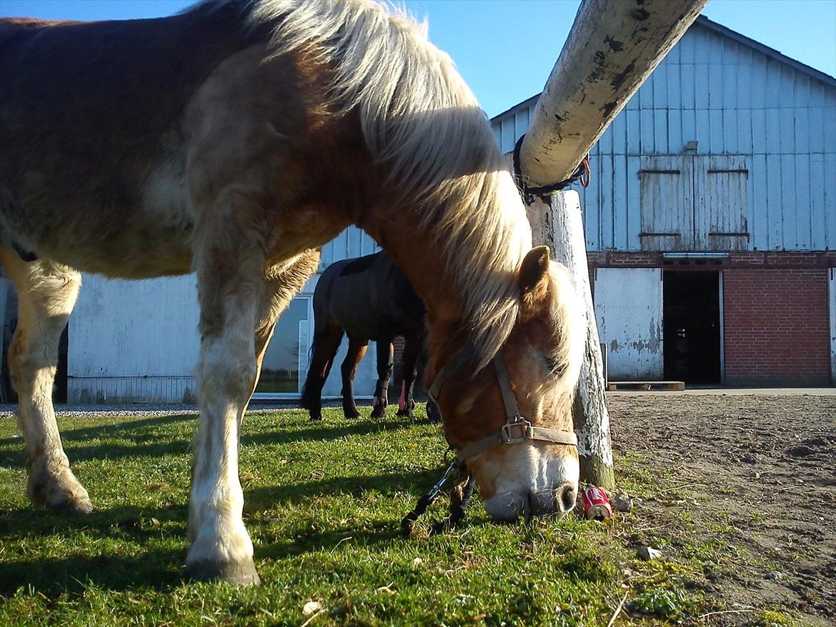 Undervisning. billede 20