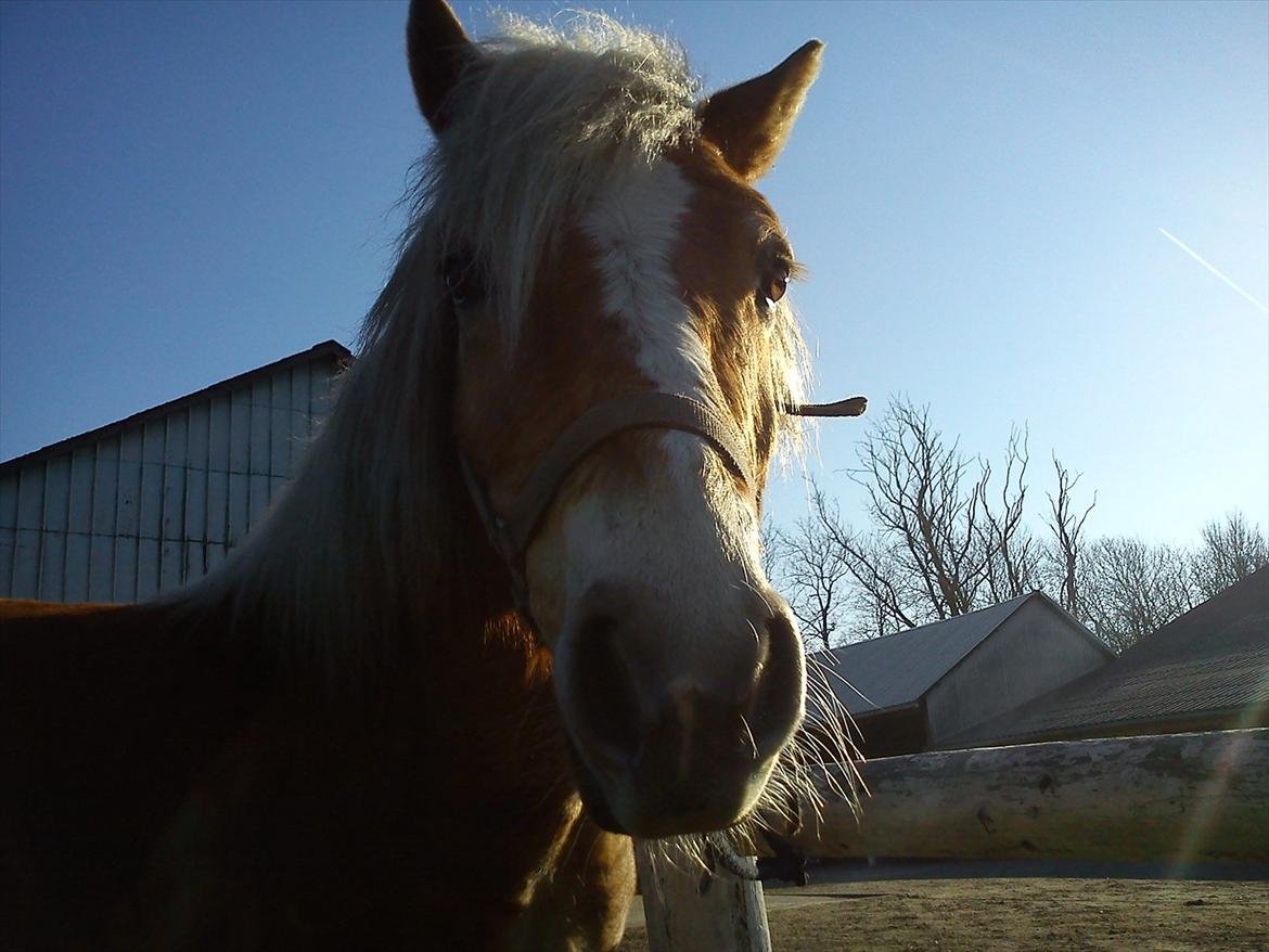 Undervisning. billede 22