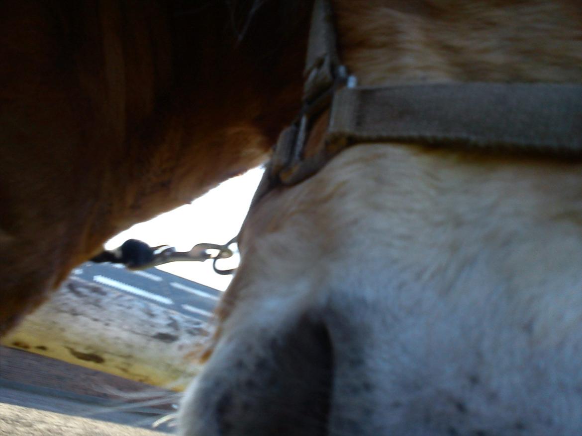 Undervisning. billede 24