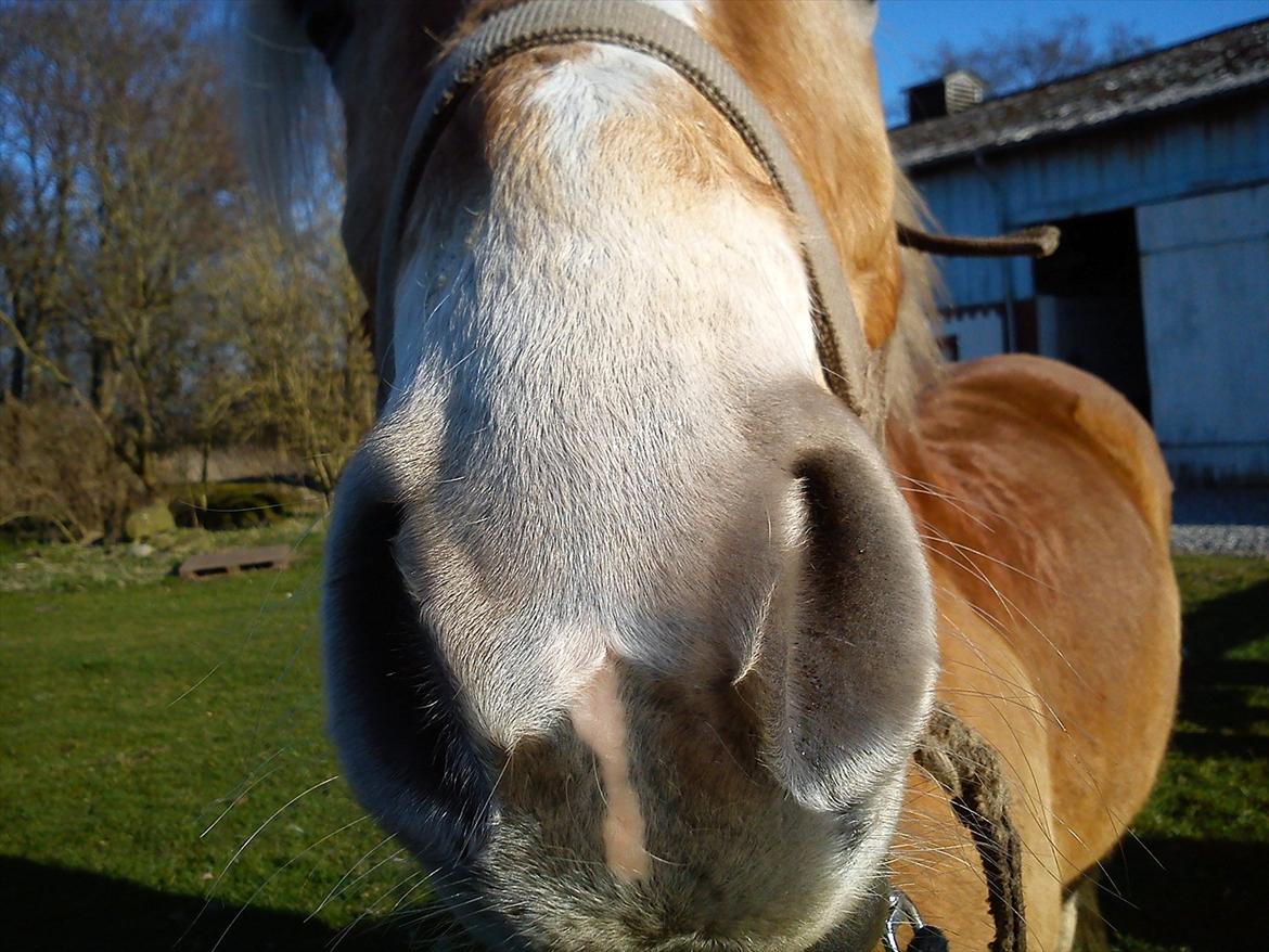 Undervisning. billede 27